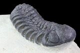 Bargain, Austerops Trilobite - Nice Eye Facets #76977-1